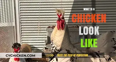 Exploring the Unique Physical Features of a Chicken's Appearance