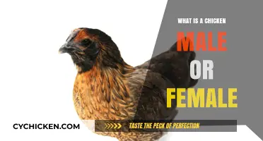 Understanding Chicken Gender: Are Chickens Male or Female?
