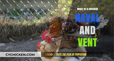 Understanding the Chicken's Navel and Vent: Essential Anatomy Explained