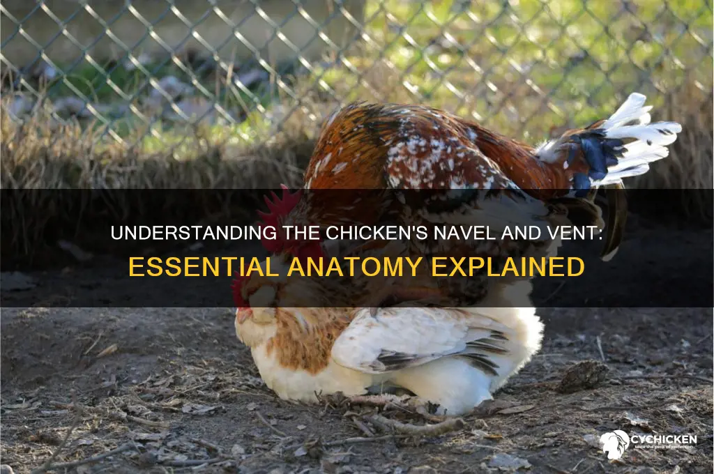 what is a chicken naval and vent