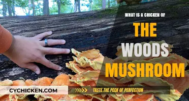 Discovering the Vibrant Chicken of the Woods Mushroom: A Forager's Guide