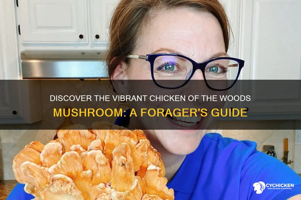 what is a chicken of the woods
