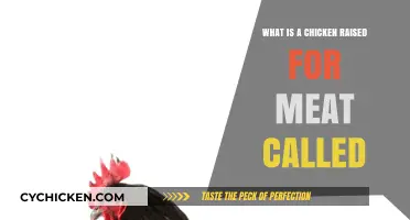 Understanding Meat Chickens: What Is a Chicken Raised for Meat Called?