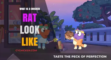 What Does a Chicken Rat Look Like? A Detailed Description