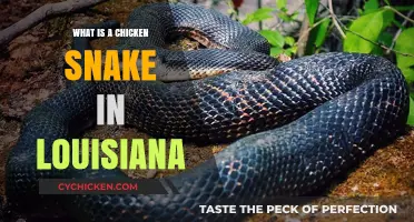 Unveiling Louisiana's Chicken Snake: Identification, Habits, and Myths