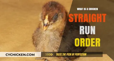 Understanding Chicken Straight Run Orders: A Beginner's Guide to Hatchlings