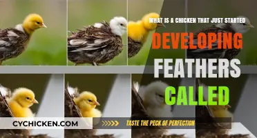 Baby Chickens: The First Feathers Emerge