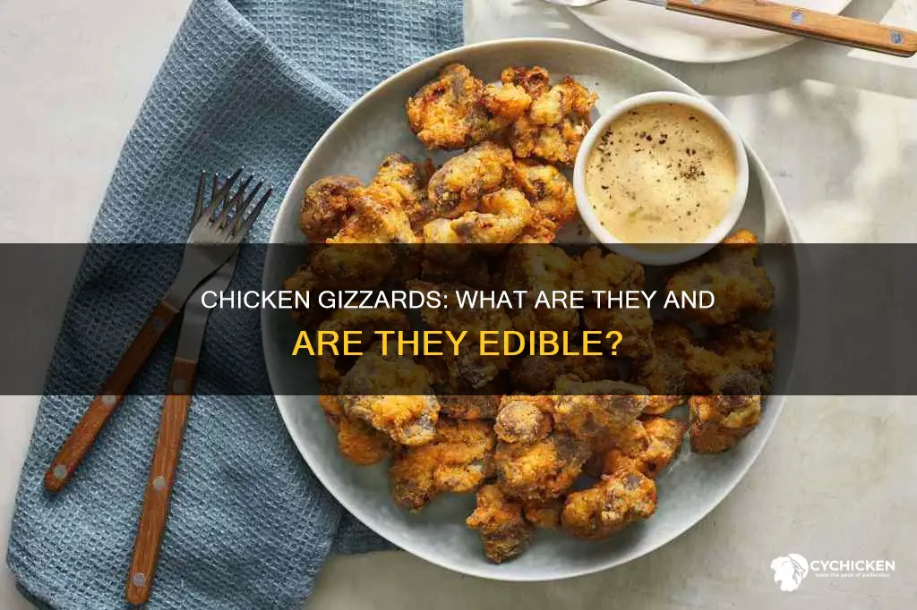 what is a chicken what is a chicken gizzard