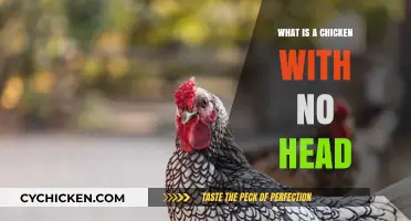 The Curious Case of the Headless Chicken: Unraveling the Mystery