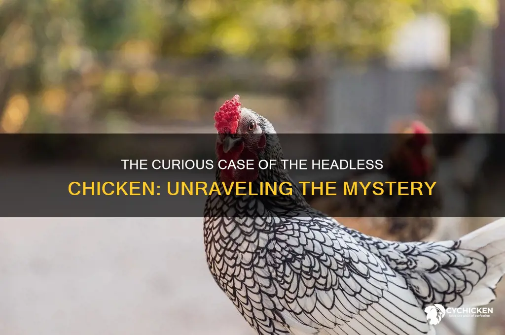 what is a chicken with no head