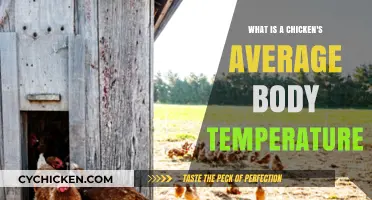 Understanding the Normal Body Temperature of Chickens: A Comprehensive Guide