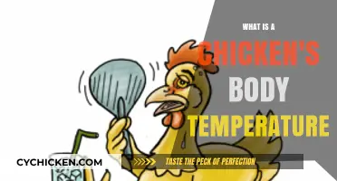 Understanding a Chicken's Body Temperature: Essential Facts for Poultry Care