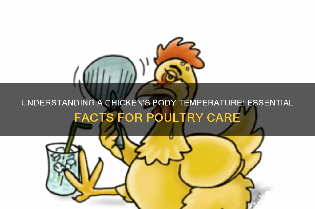 what is a chicken