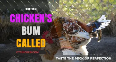 Unveiling the Mystery: What is a Chicken's Bum Actually Called?