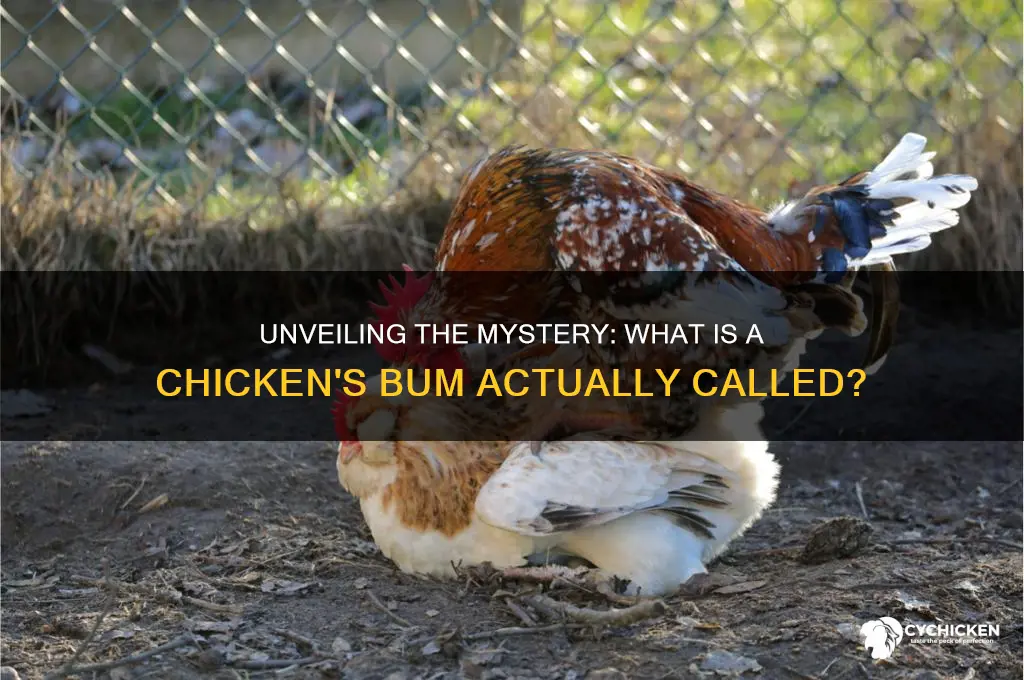 what is a chicken