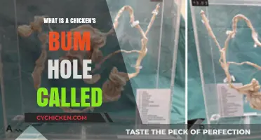 Unveiling the Mystery: What is a Chicken's Bum Hole Called?