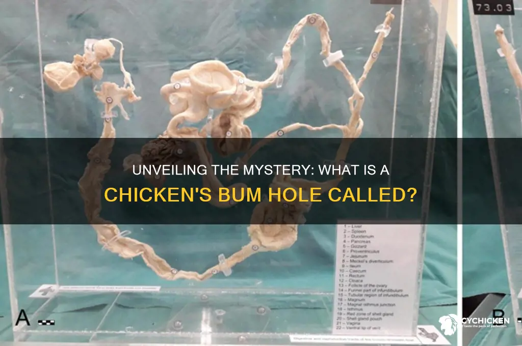 what is a chicken