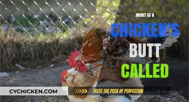 Unveiling the Mystery: What is a Chicken's Butt Actually Called?
