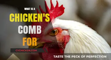 Understanding the Purpose of a Chicken's Comb: Function and Benefits