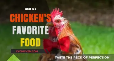Clucking Delights: Uncovering a Chicken's Top Culinary Preferences
