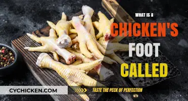 What’s a Chicken’s Foot Called? Uncovering the Surprising Term