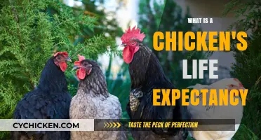 Understanding the Average Lifespan of Chickens: Factors and Care Tips