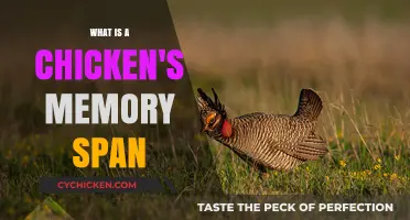 Unveiling the Surprising Truth About a Chicken's Memory Span