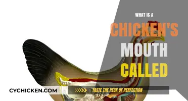What is a Chicken's Mouth Called? Unveiling the Beak's Proper Name