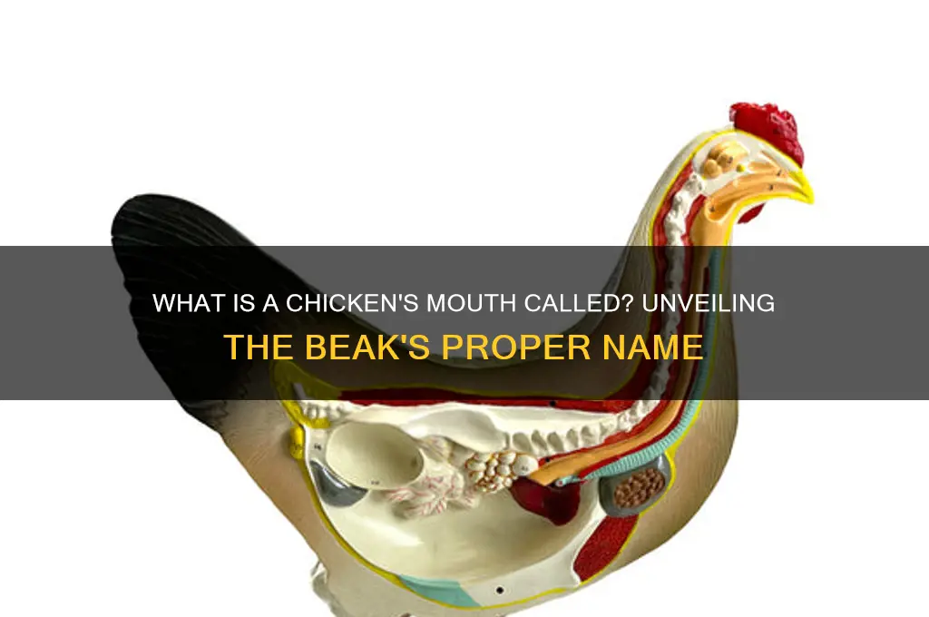 what is a chicken