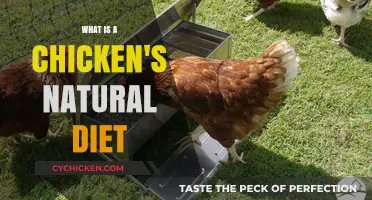 Understanding a Chicken's Natural Diet: What They Eat in the Wild
