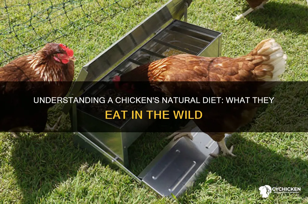 what is a chicken