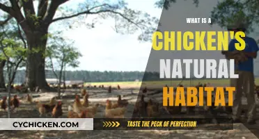Exploring the Natural Habitat of Chickens: Where Do They Thrive?