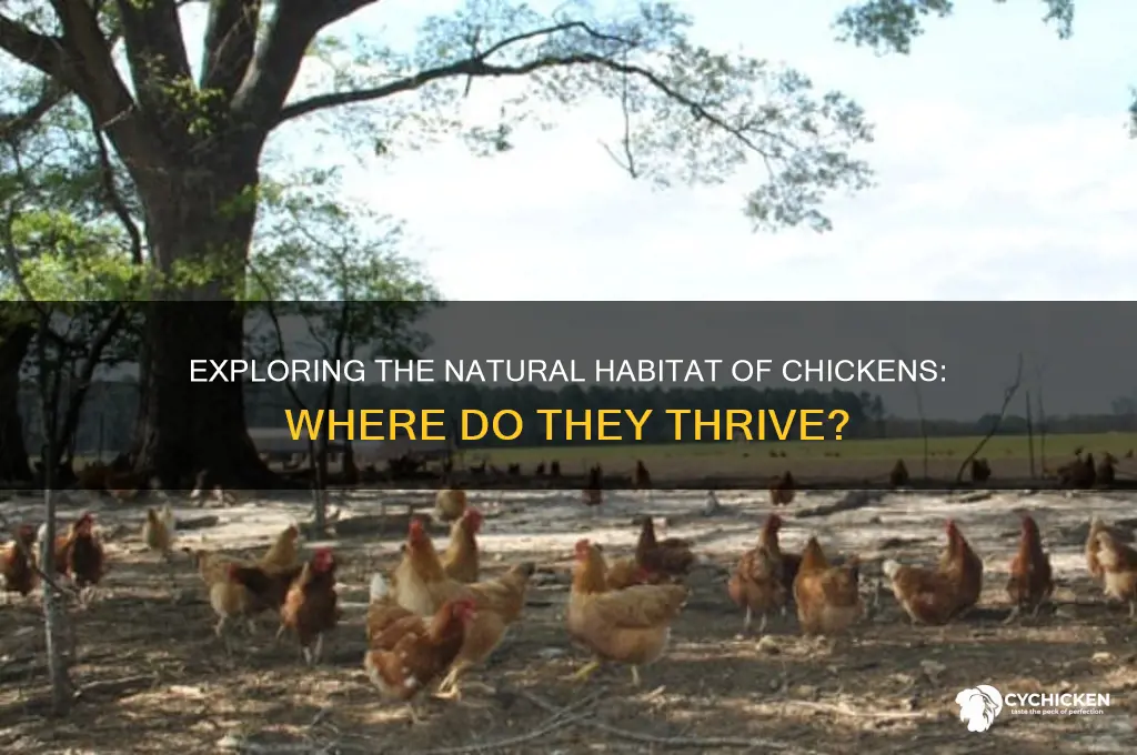 what is a chicken