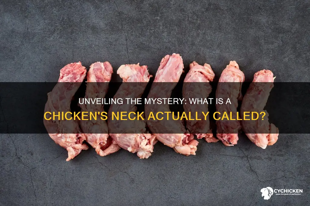 what is a chicken