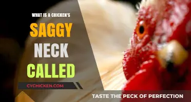 Understanding the Chicken's Saggy Neck: What is a Wattle?
