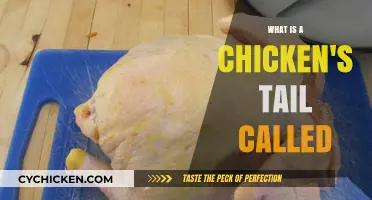 What is a Chicken's Tail Called? Unveiling the Unique Name