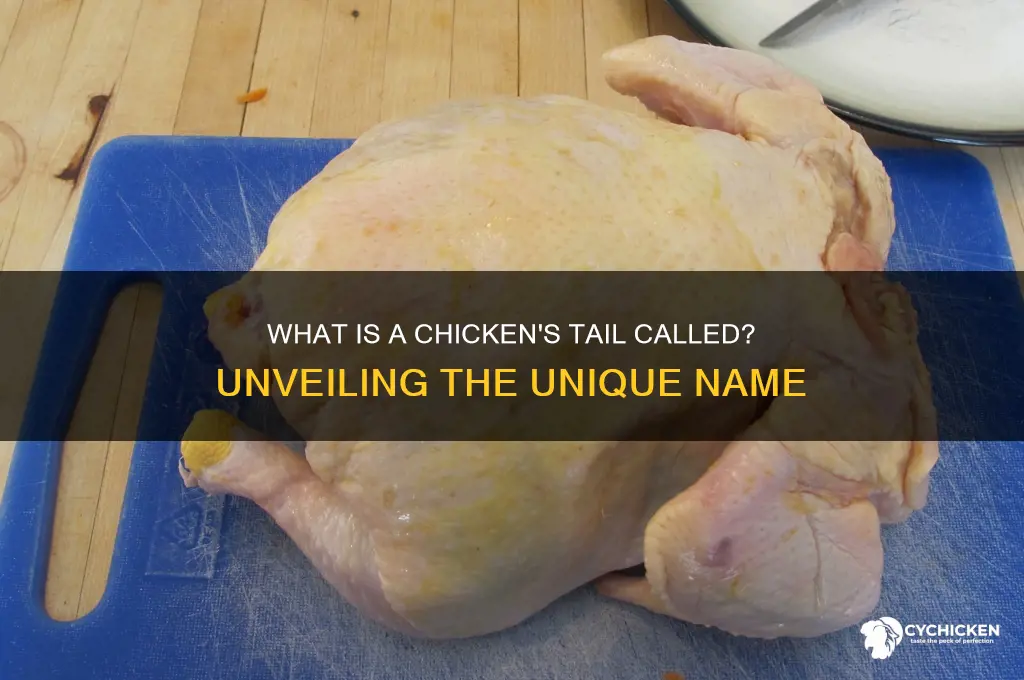 what is a chicken