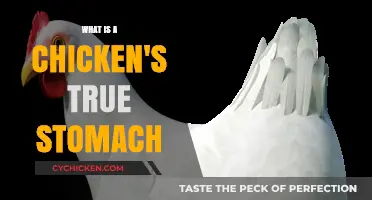 Unveiling the Chicken's Unique Digestive System: The True Stomach Explained