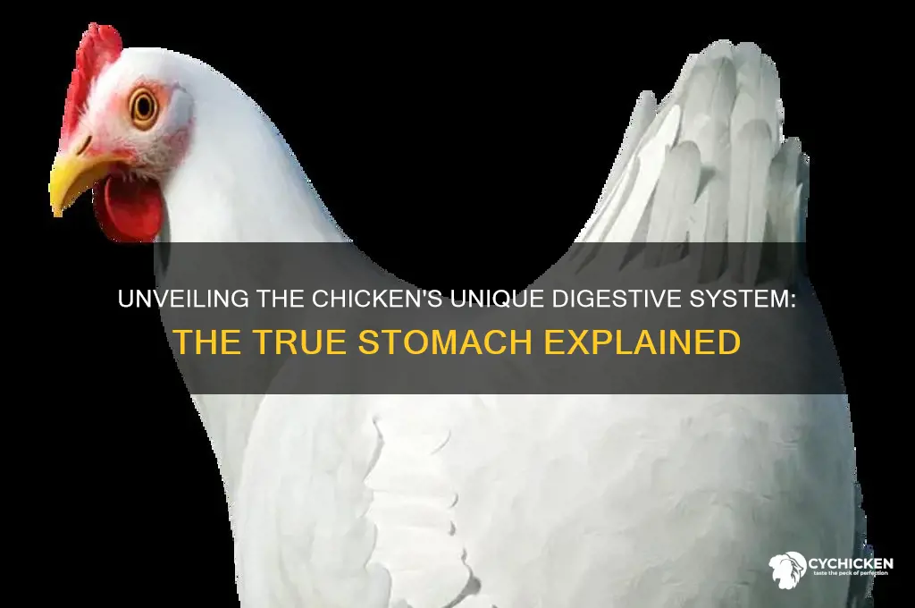 what is a chicken