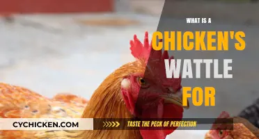 Understanding the Purpose of a Chicken's Wattle: Function and Benefits