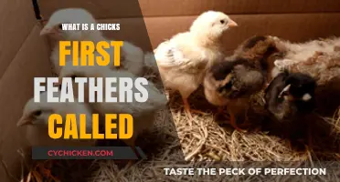 Discovering the Name of a Chick's First Feathers: A Guide
