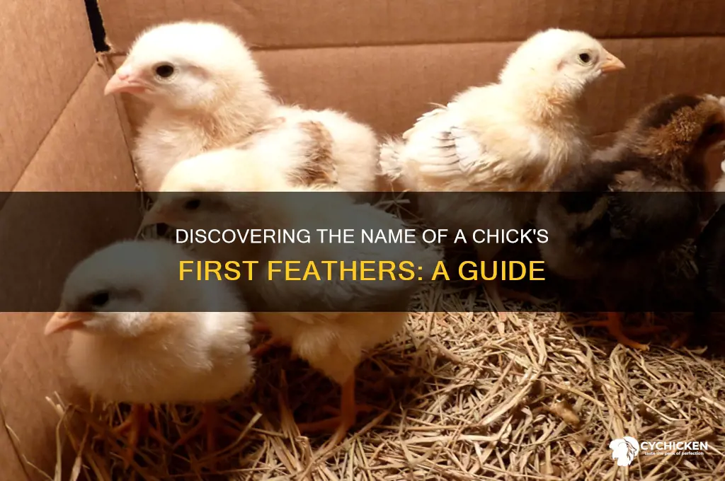 what is a chicks first feathers called