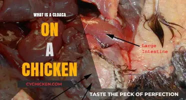 Understanding the Chicken Cloaca: Functions, Care, and Common Concerns