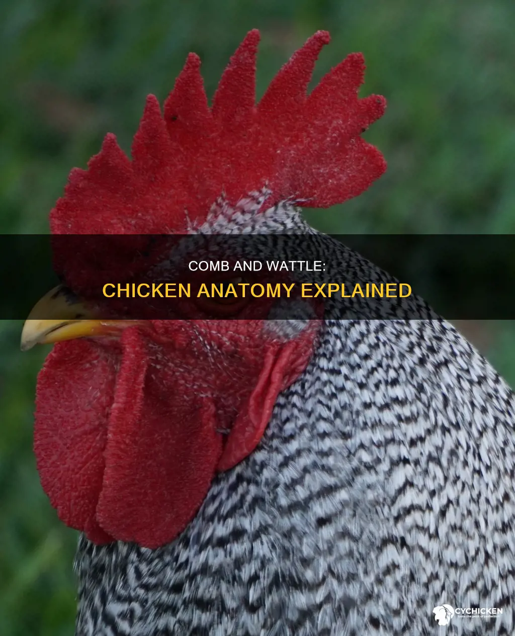 what is a comb and wattle on a chicken