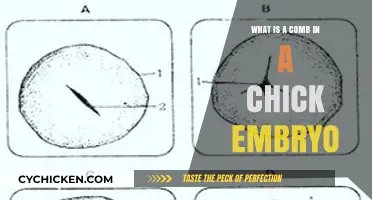 Understanding the Comb's Role in Chick Embryo Development