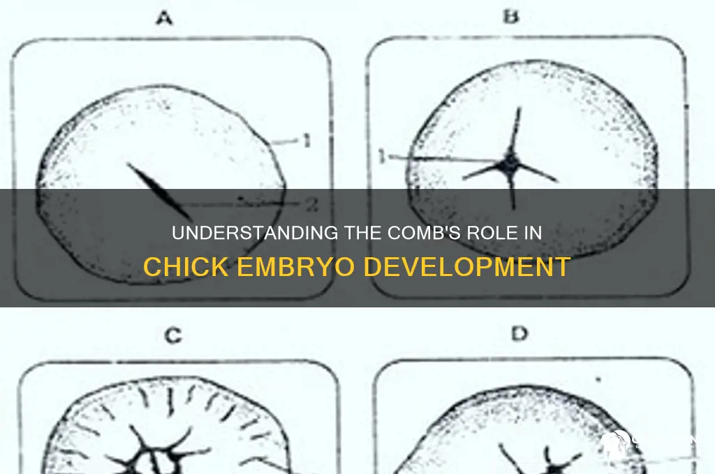 what is a comb in a chick embryo
