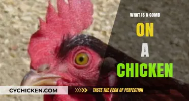 Understanding the Comb: A Chicken's Unique Crown and Its Purpose