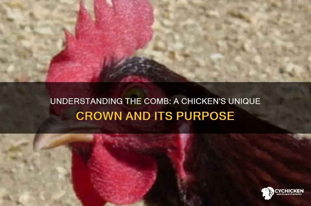 what is a comb on a chicken