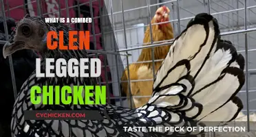 Understanding the Combed Clean-Legged Chicken: Traits, Care, and Breeds