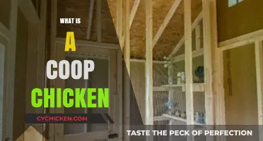 Understanding Coop Chickens: A Beginner's Guide to Poultry Housing